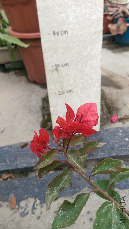 IMAG0201.jpg
