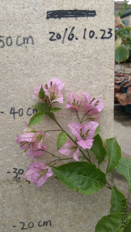IMAG0203.jpg