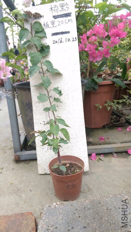 IMAG0205.jpg