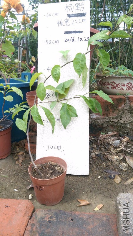 IMAG0206.jpg