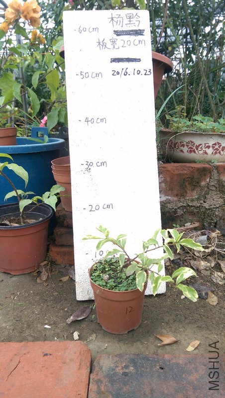 IMAG0207.jpg