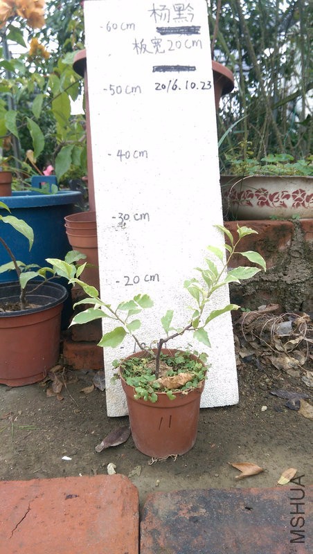 IMAG0208.jpg