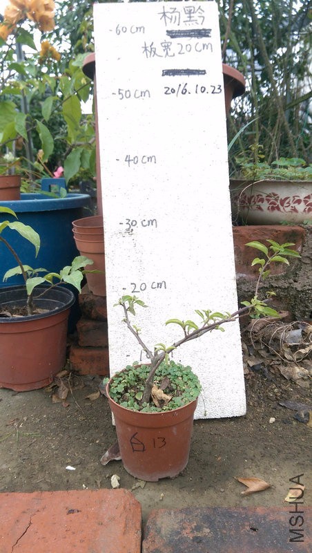 IMAG0209.jpg