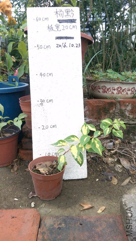 IMAG0211.jpg