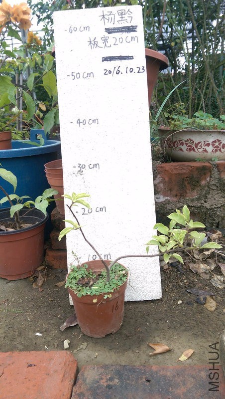 IMAG0212.jpg