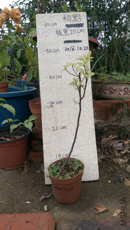 IMAG0210.jpg