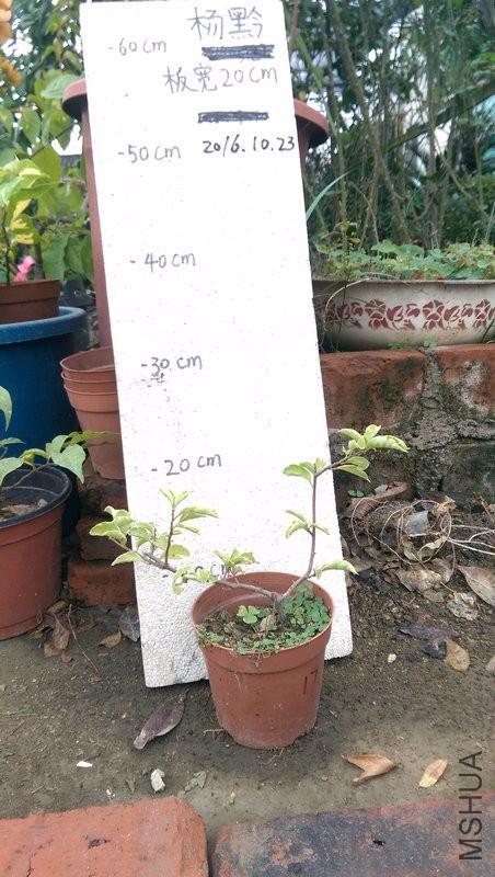 IMAG0213.jpg
