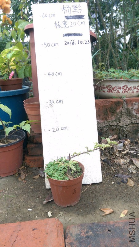 IMAG0214.jpg