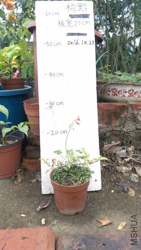 IMAG0216.jpg