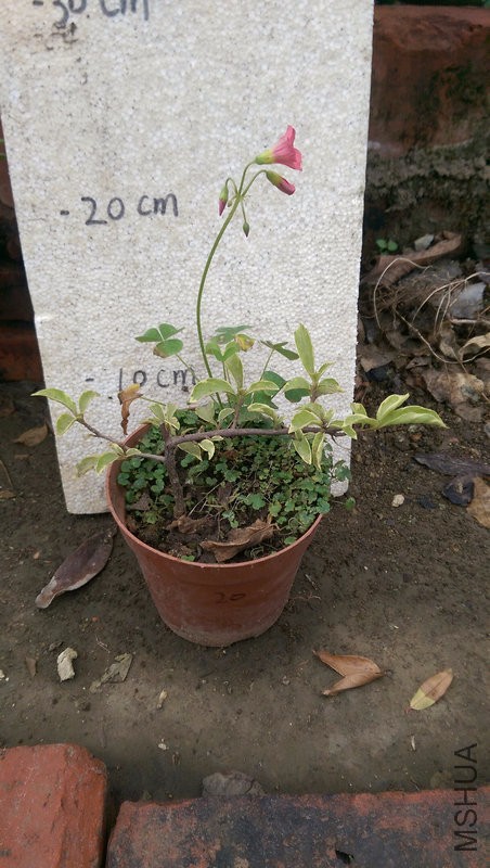 IMAG0217.jpg