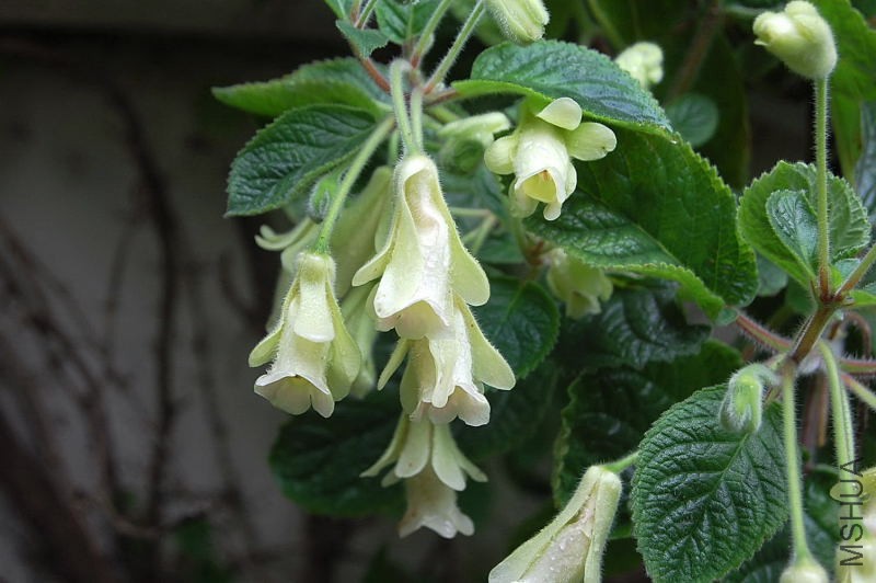 DSC_02110001.JPG