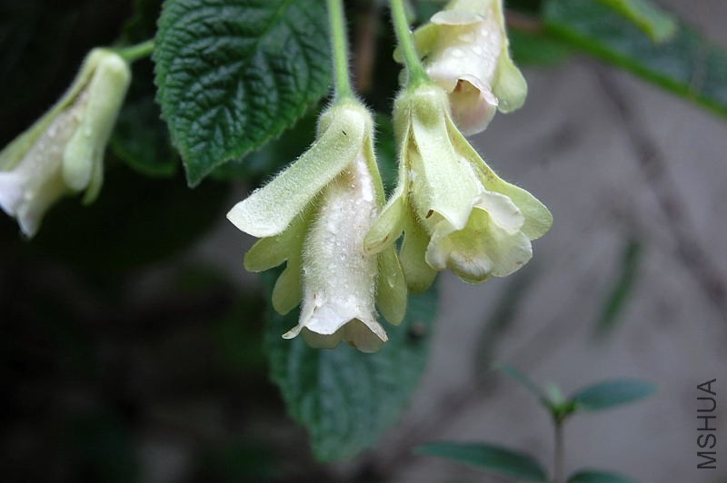 DSC_02130003.JPG