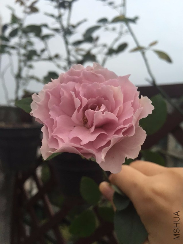 QQͼƬ20161024091725.jpg