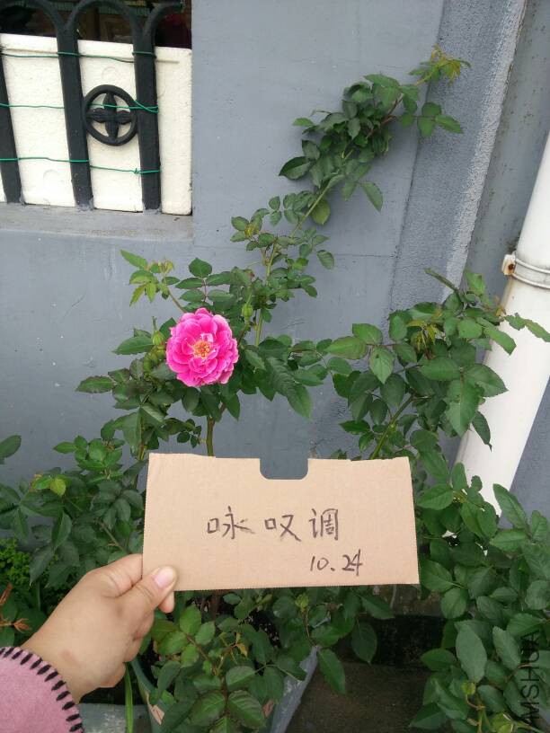 130855vyzvmcicttq24z6y.jpg