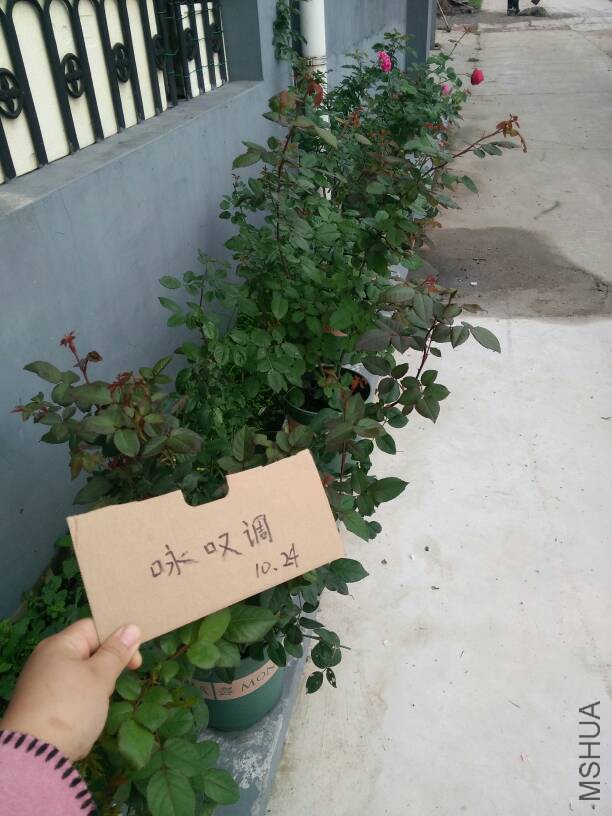 130856j40ql61llazwz4pa.jpg