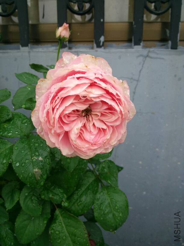 130857jh7nrrqd77a5bzf7.jpg