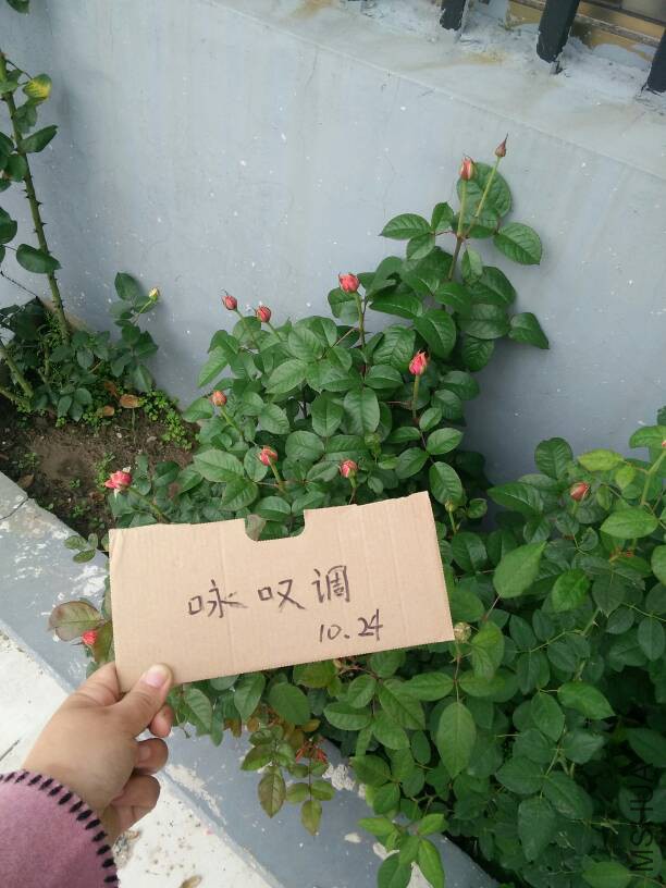 130857lpp71bcsb1hczfsh.jpg