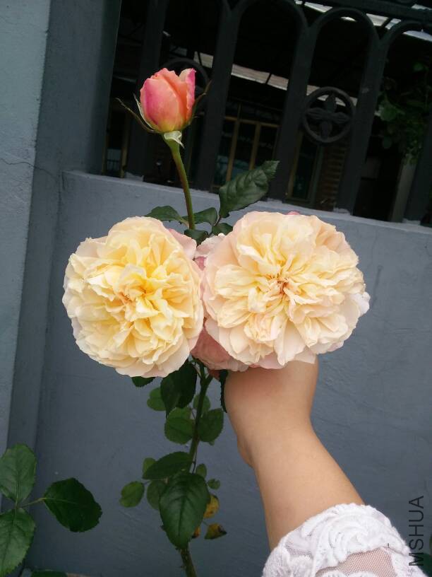 130857ocve6lnqvacyy5qc.jpg