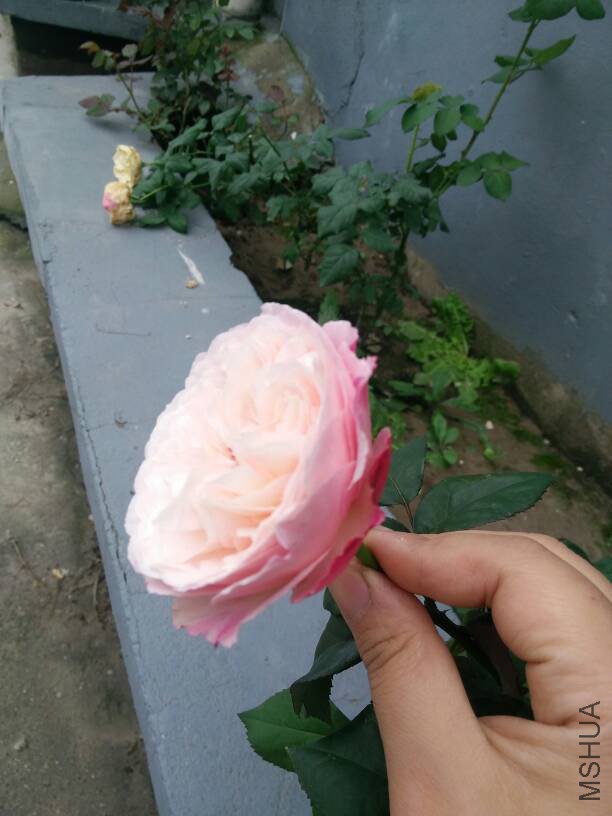 130858uiu0i2ixdqkoqyyq.jpg