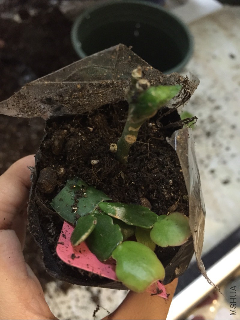 173854b41m1zzcn411mh7r.jpg