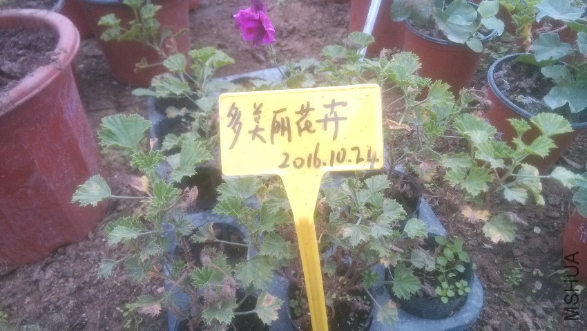 �ǹ���ϲ