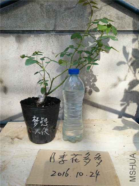 IMG20161024101543.jpg