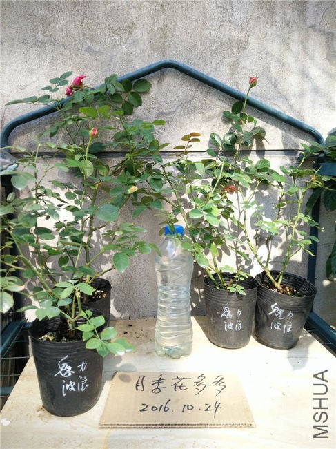 IMG20161024101739.jpg