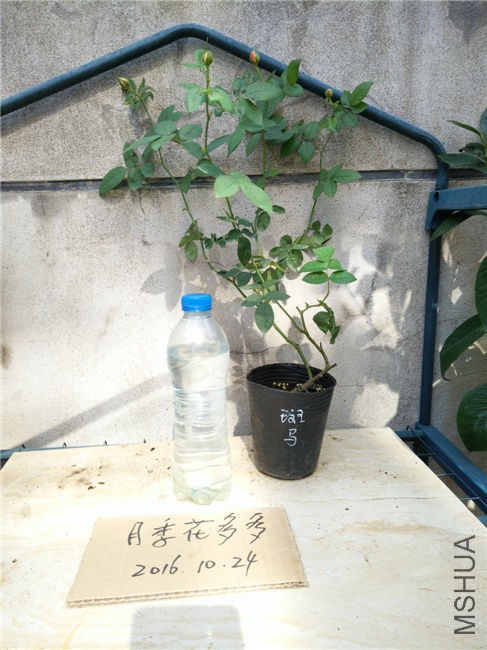 IMG20161024102818.jpg