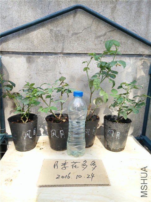 IMG20161024103325.jpg