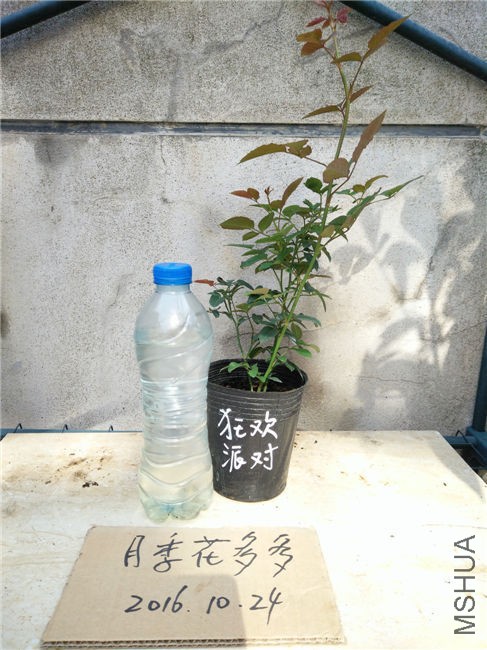 IMG20161024103633.jpg