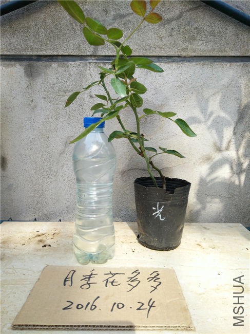 IMG20161024103705.jpg