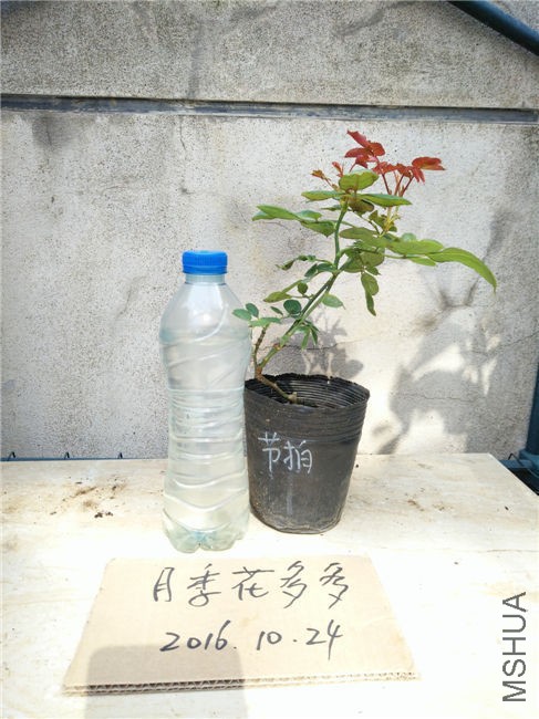 IMG20161024104016.jpg