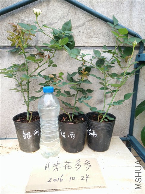 IMG20161024104805.jpg