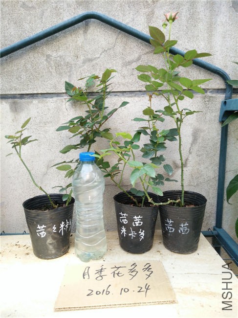 IMG20161024104921.jpg