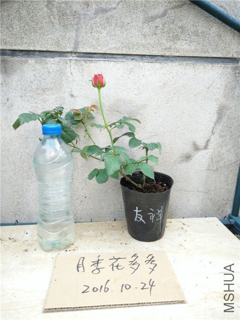 IMG20161024105522.jpg