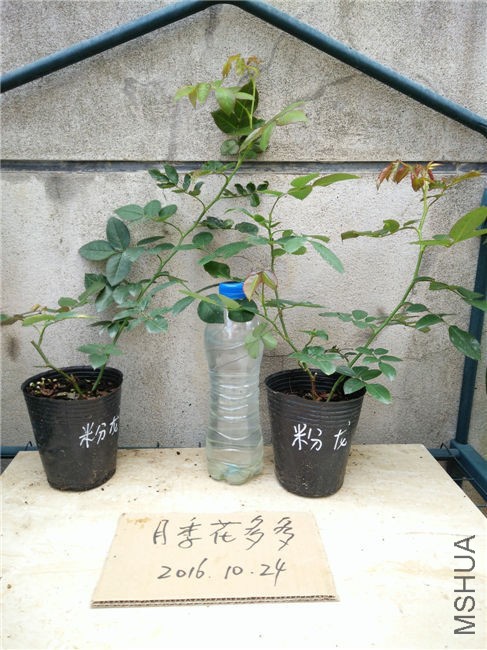 IMG20161024110129.jpg