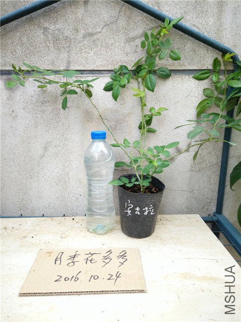 IMG20161024110414.jpg