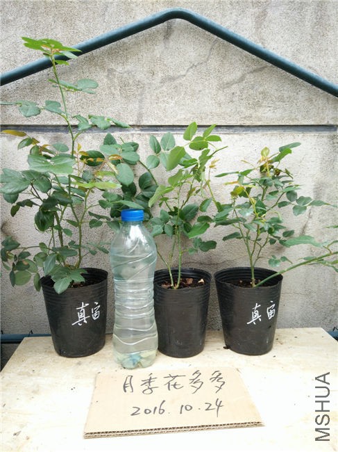 IMG20161024121830.jpg
