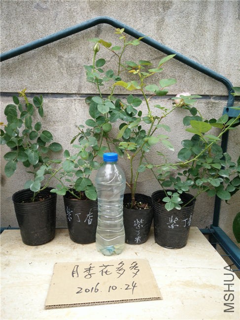 IMG20161024122013.jpg