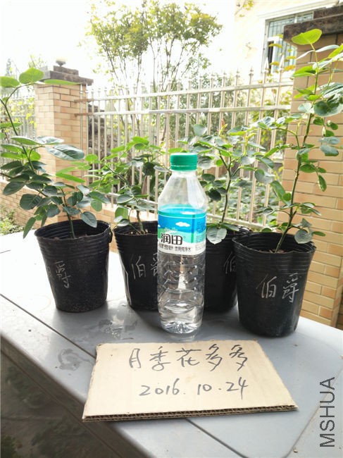 IMG20161024150141.jpg