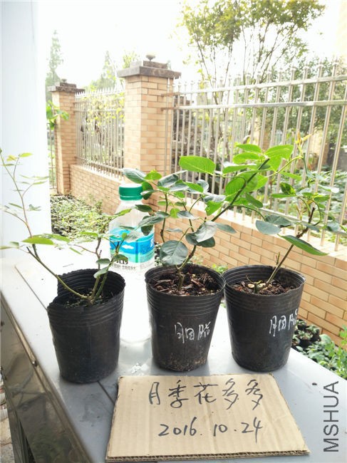 IMG20161024150336.jpg