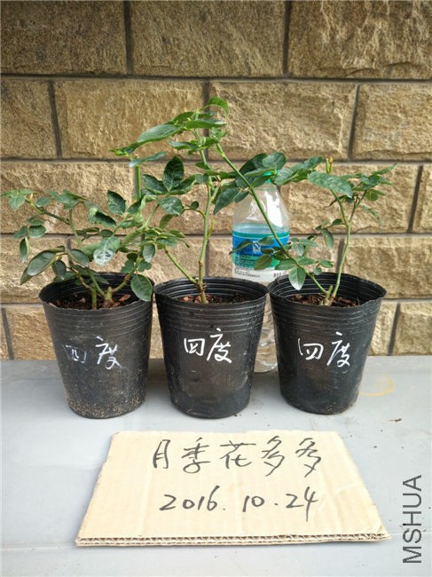 IMG20161024150542.jpg
