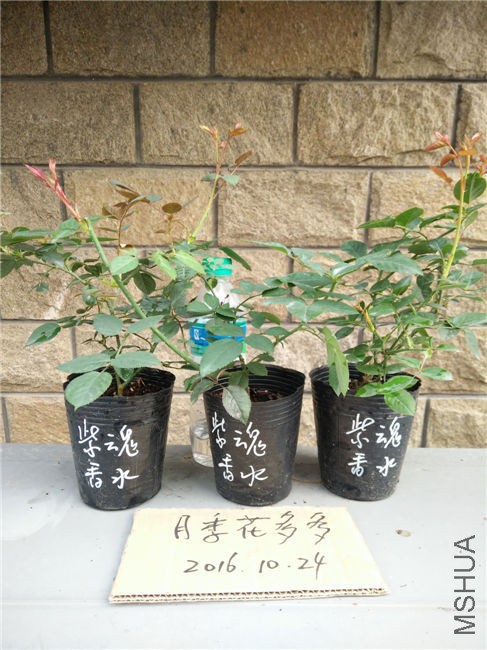 IMG20161024150820.jpg
