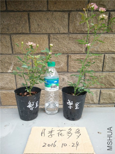 IMG20161024151142.jpg