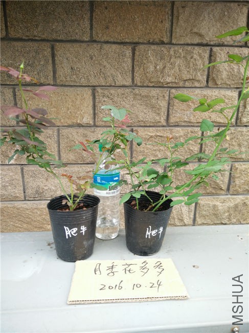 IMG20161024151237.jpg