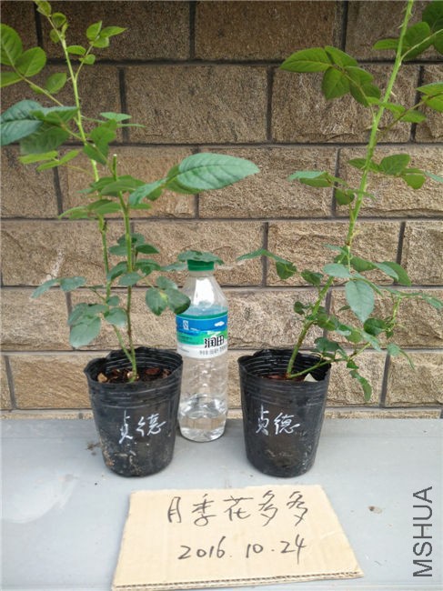 IMG20161024152521.jpg