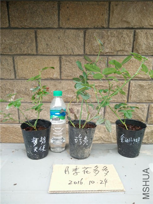 IMG20161024153554.jpg