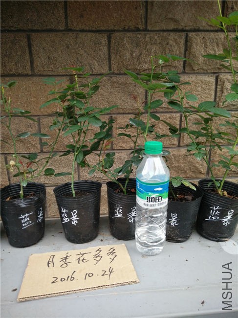 IMG20161024154351.jpg
