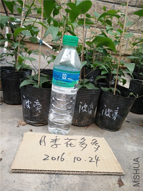 IMG20161024155136.jpg