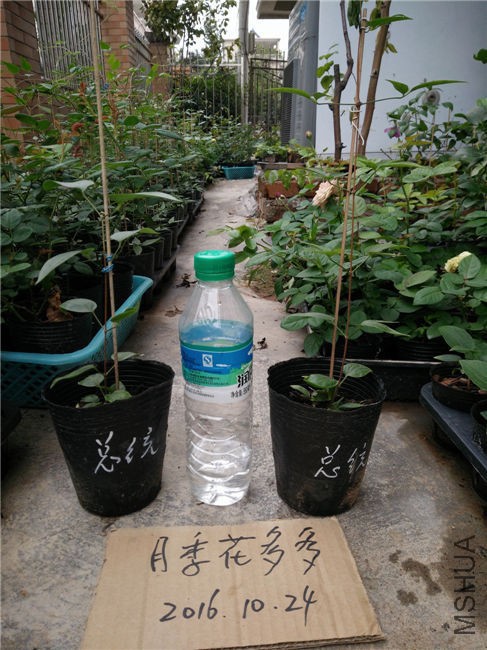 IMG20161024155307.jpg